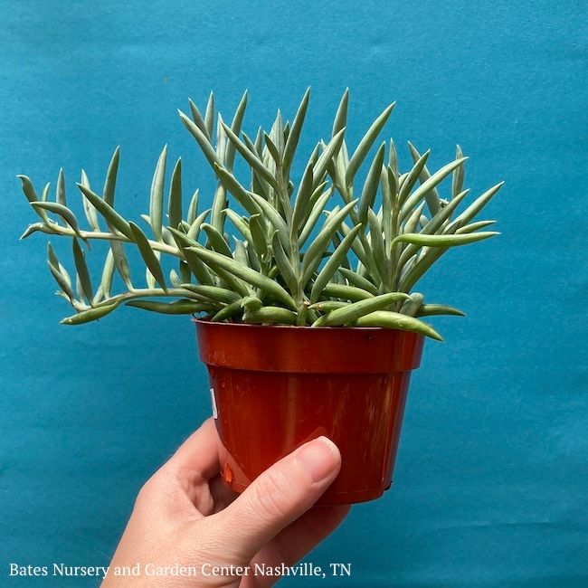 3.5p!4p! String of Fish Hooks Succulent /Tropical