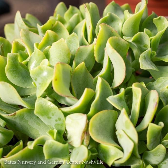 6p! Crassula Jade Wavy Succulent /Tropical