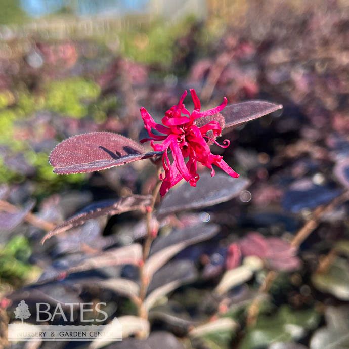 #1 Loropetalum chin BE Plum Gorgeous/ Fringeflower - No Warranty