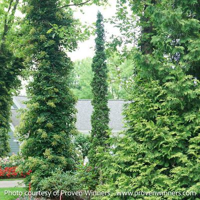 3 Thuja occ PW Sting/ Columnar Arborvitae