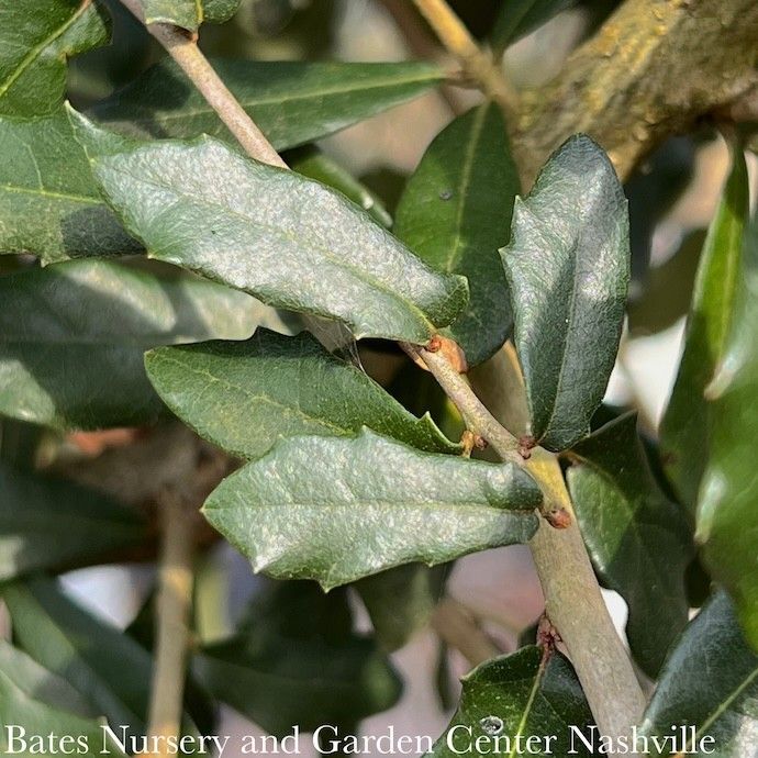 #3 Quercus virginiana/ Southern Live Oak Native (R) - No Warranty