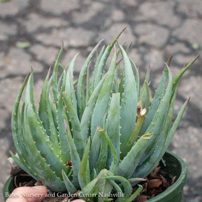 6p! Aloe Blue Elf /Tropical