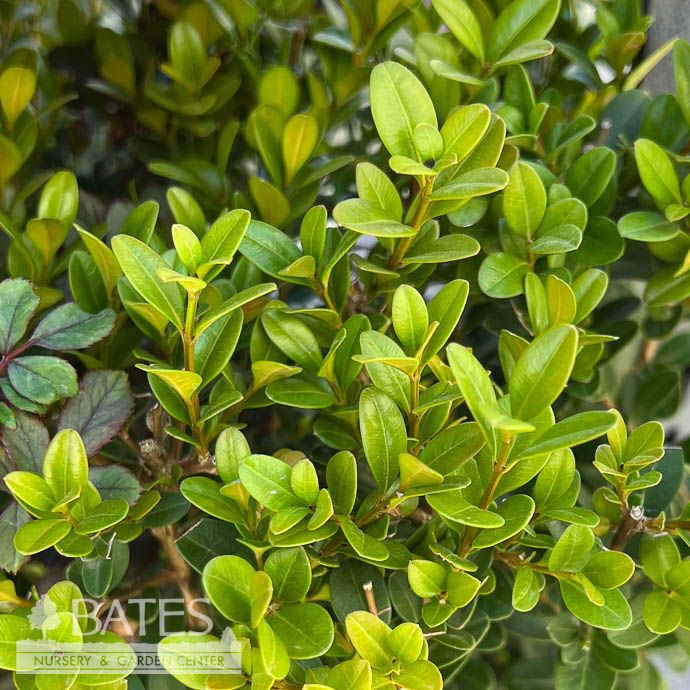 #2 Buxus micro SL Baby Jade/ Dwarf Boxwood