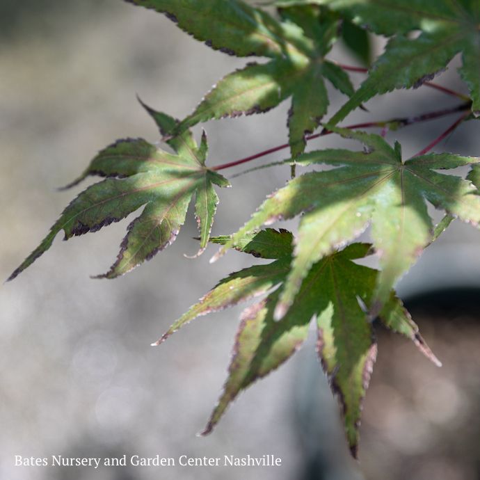 #10 Acer pal Purple Ghost/ Dwarf Red Japanese Maple