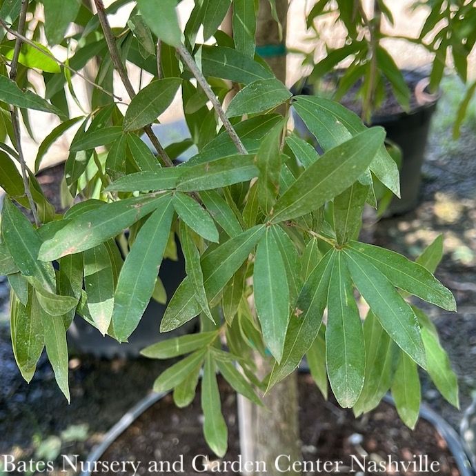 2&quot; caliper  Quercus phellos/ Willow Oak Native (TN)