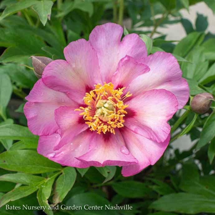 #5 Paeonia Takara/ Single Lavender-Pink Itoh Peony