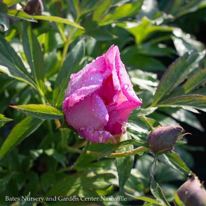#5 Paeonia Takara/ Single Lavender-Pink Itoh Peony