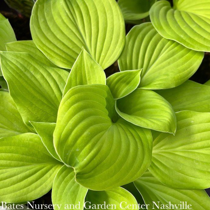 #1 Hosta August Moon/ Yellow