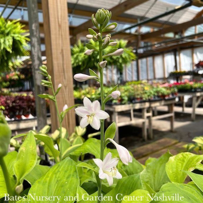 #1 Hosta August Moon/ Yellow