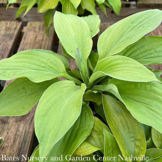 #1 Hosta August Moon/ Yellow