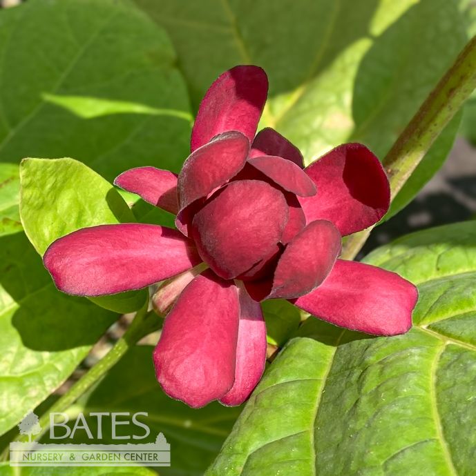#3 Calycanthus x PW Aphrodite/ Allspice Sweetshrub