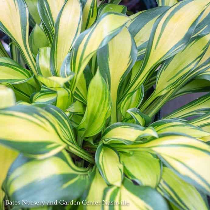 #1 Hosta Rainbow&#39;s End/ Variegated