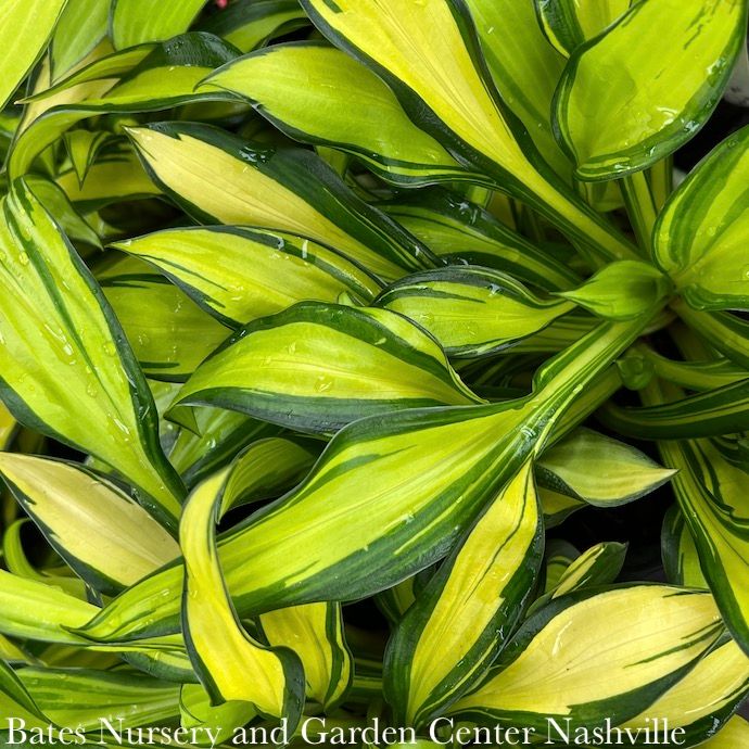 #1 Hosta Rainbow&#39;s End/ Variegated