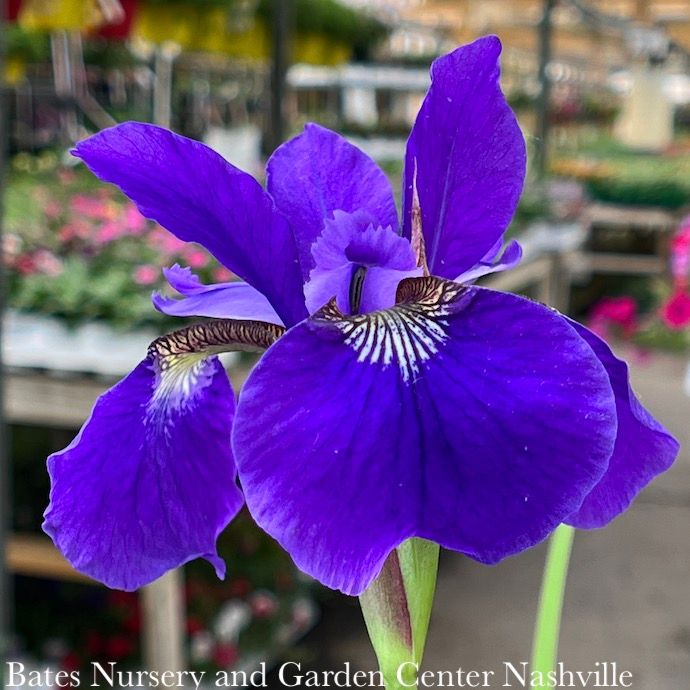 #1 Iris sibirica Caesar&#39;s Brother/ Siberian
