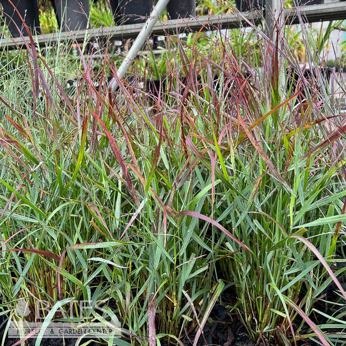 #3 Grass Panicum virg Red Flame/ Switch Native (TN)