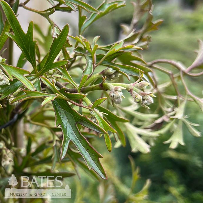 #2 Clematis x cartmanii Joe/ White Compact Evergreen