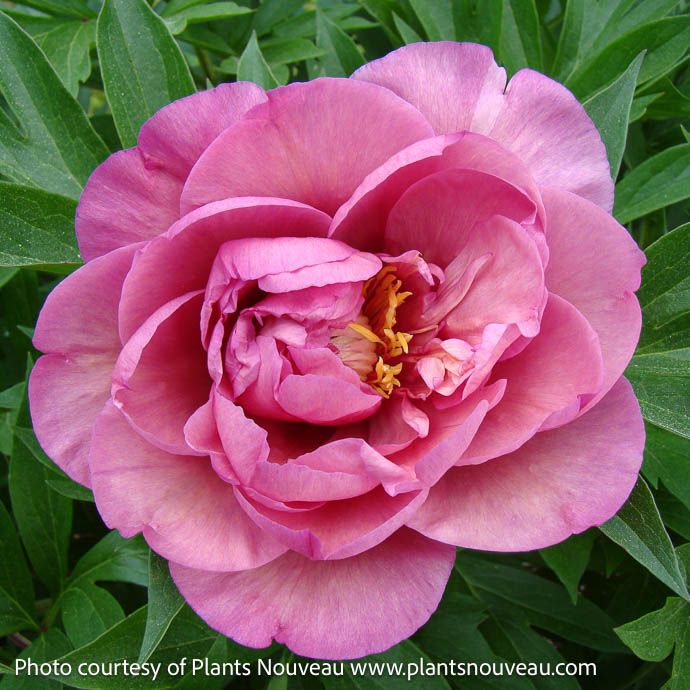 #5 Paeonia Garden Candy &#39;Double Bubble Pink&#39;/ Itoh Peony
