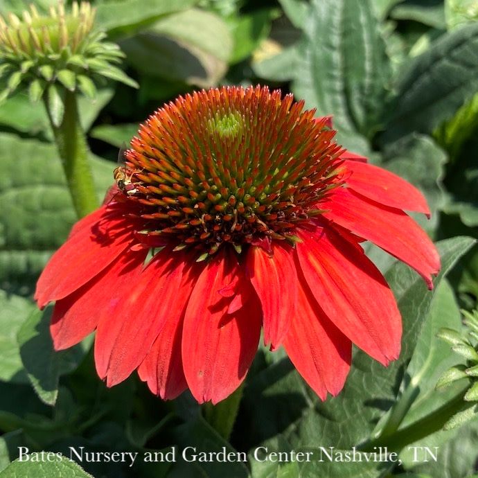 #1 Echinacea × Artisan &#39;Red Ombre&#39;/ Coneflower