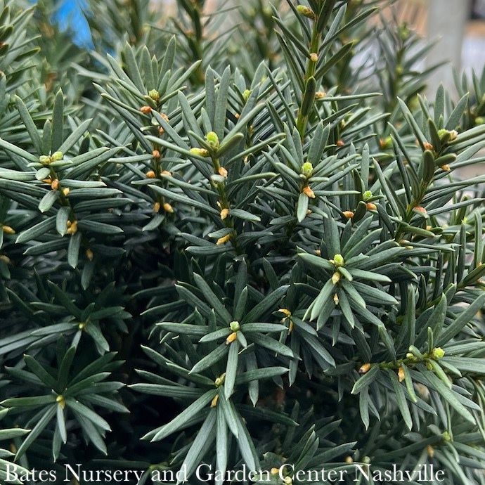 #1 Taxus x media Hicksii/ Upright Yew