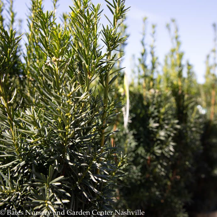#1 Taxus x media Hicksii/ Upright Yew