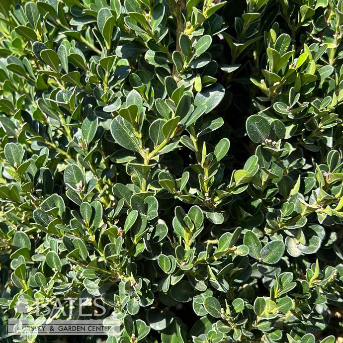 Topiary Pyramid #3 Buxus x Cranberry Creek/ Boxwood