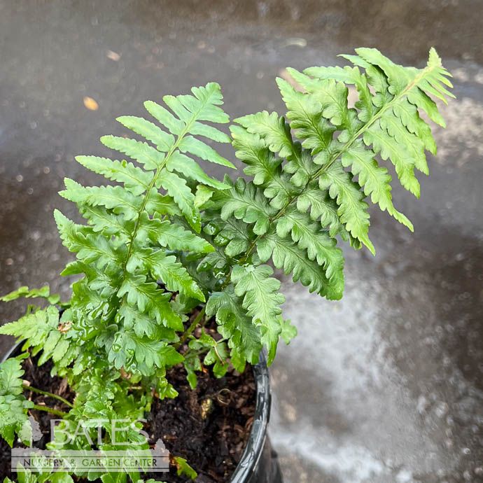 #1 Dryopteris ludoviciana/ Southern Woodfern Native (R)