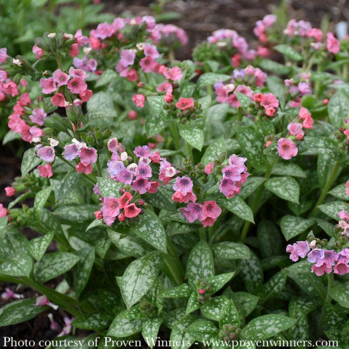 #1 Pulmonaria x PW Pretty in Pink/ Lungwort