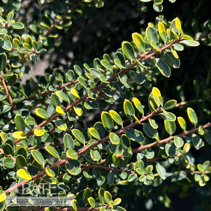 #3 Ilex cren Golden Helleri/ Japanese Holly (female)