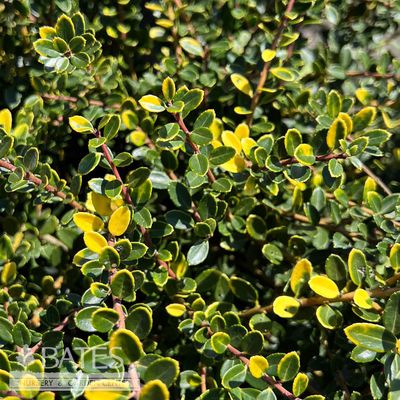 3 Ilex cren Golden Helleri/ Japanese Holly (female)