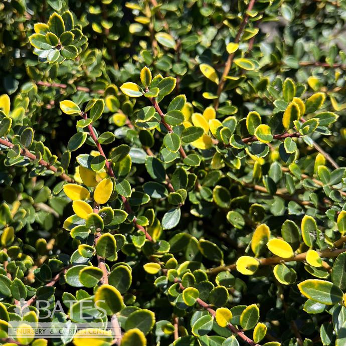 #3 Ilex cren Golden Helleri/ Japanese Holly (female)