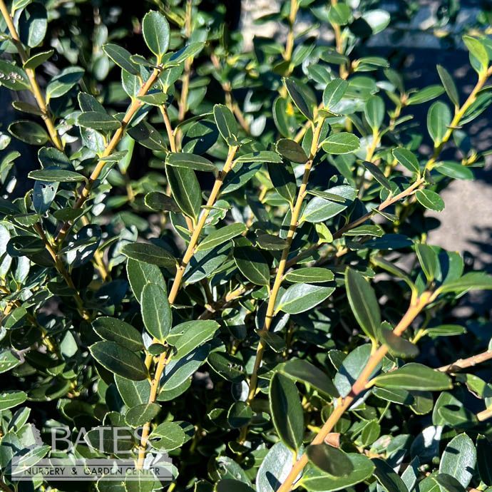 #3 Ilex cren Dark Roast/ Heller&#39;s (Helleri)  Dwarf Japanese Holly (female)