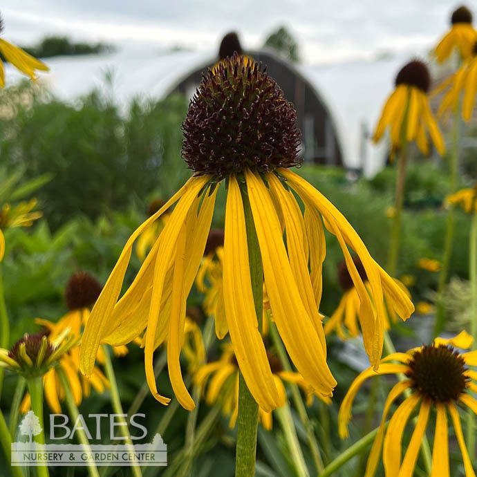 #1 Echinacea paradoxa/ Yellow Coneflower Native (R)