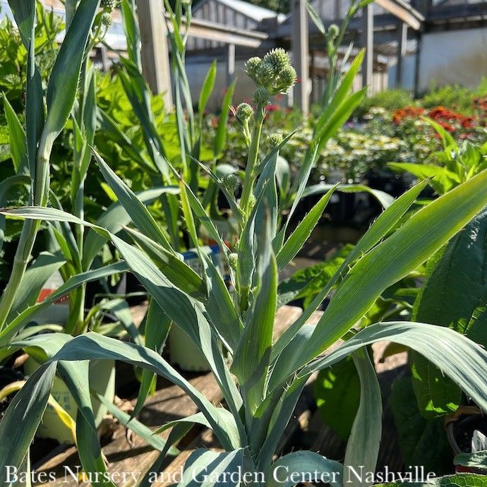 #1 Eryngium yuccifolium/ Rattlesnake Master Native (TN)