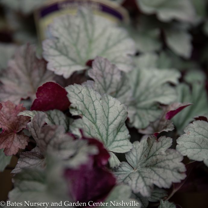 QP Heuchera x Stainless Steel/ Coral Bells
