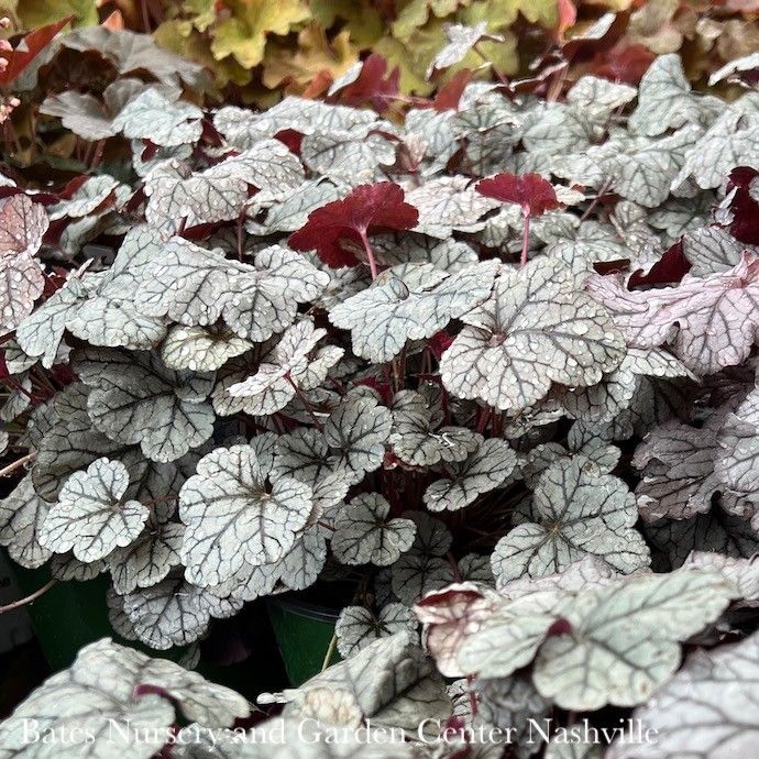 QP Heuchera x Silver Scrolls/ Coral Bells