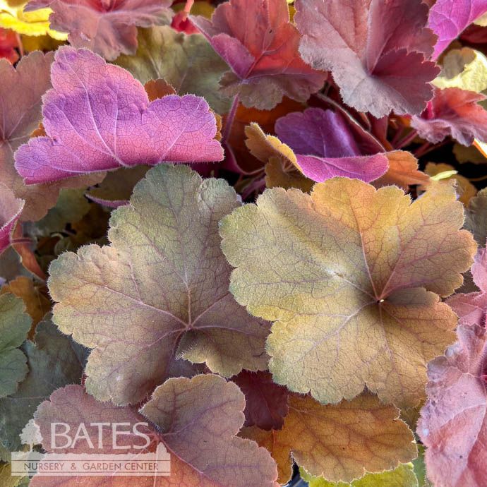#1 Heuchera x vill Southern Comfort/ Coral Bells