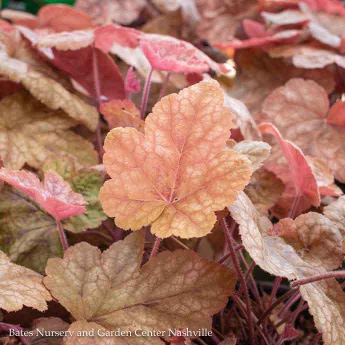 #1 Heucherella Redstone Falls/ Foamy Bell