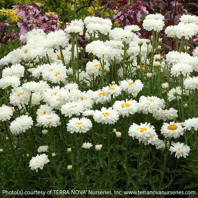 #1 Leucanthemum Victorian Secret/ Shasta Daisy