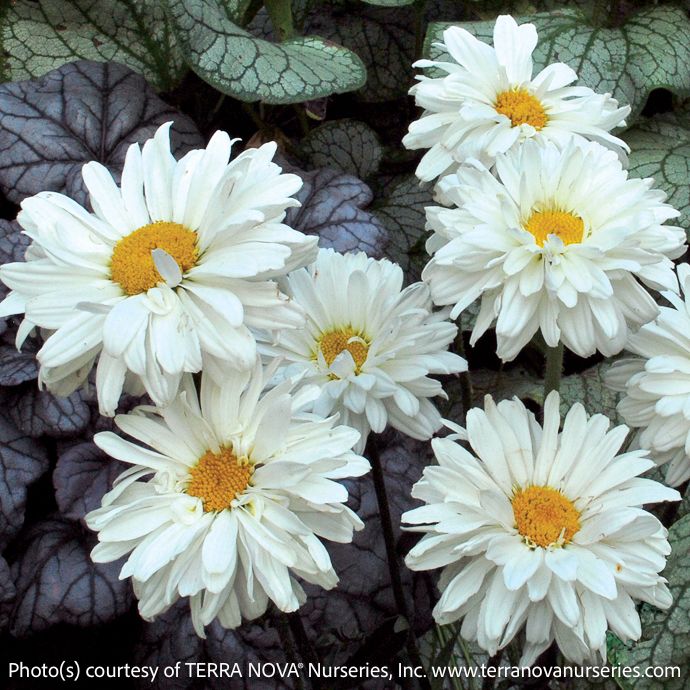 #1 Leucanthemum Victorian Secret/ Shasta Daisy