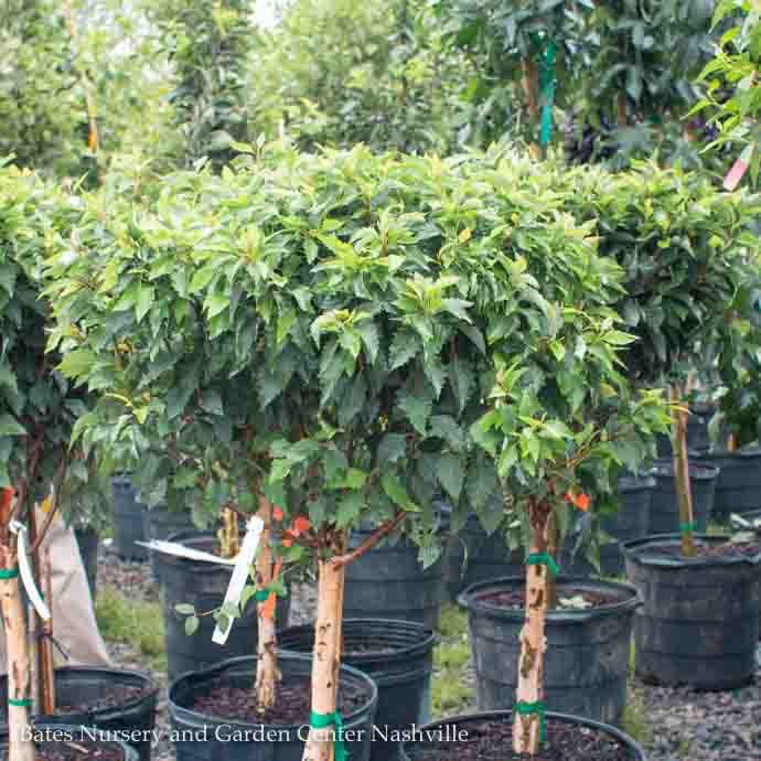 #10 Betula nigra Little King/ Dwarf Fox Valley River Birch Native (TN)