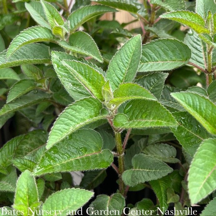 #1 Monarda did Purple Rooster/ Beebalm Native (TN)