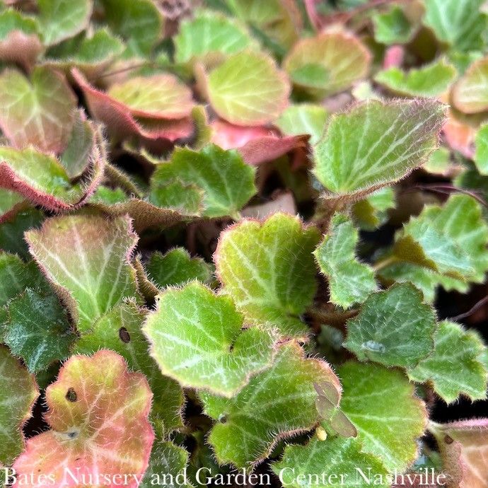 QP Saxifraga stolonifera/ Strawberry Begonia