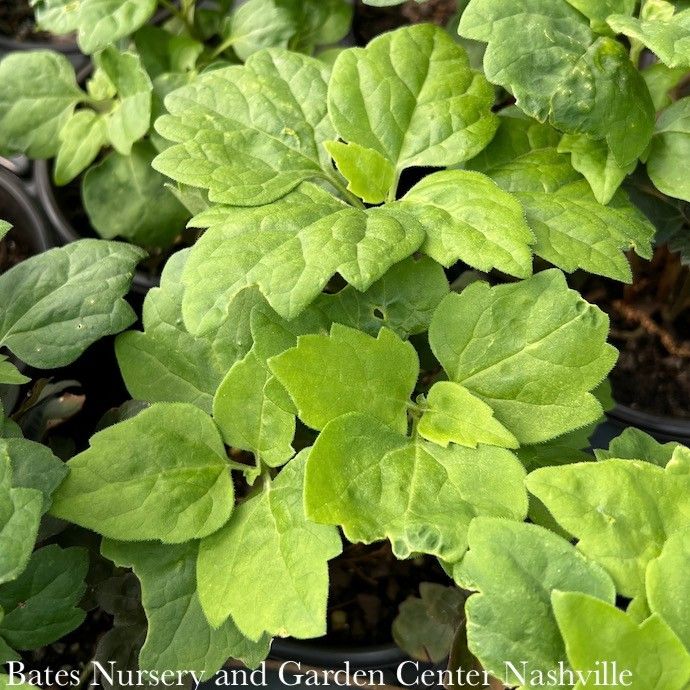 #1 Pachysandra procumbens/ Allegheny Spurge Native (TN)