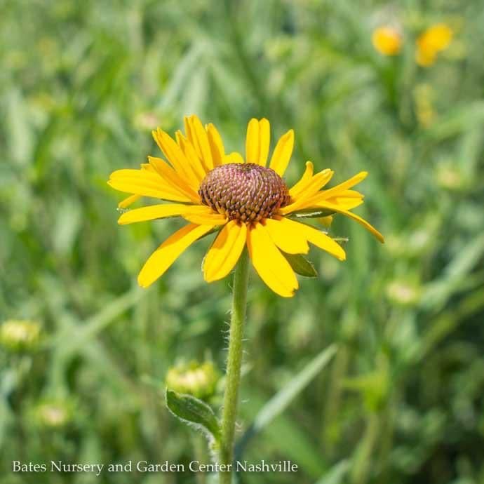 #1 Rudbeckia subtom Little Henry/ Sweet Coneflower Native (TN)