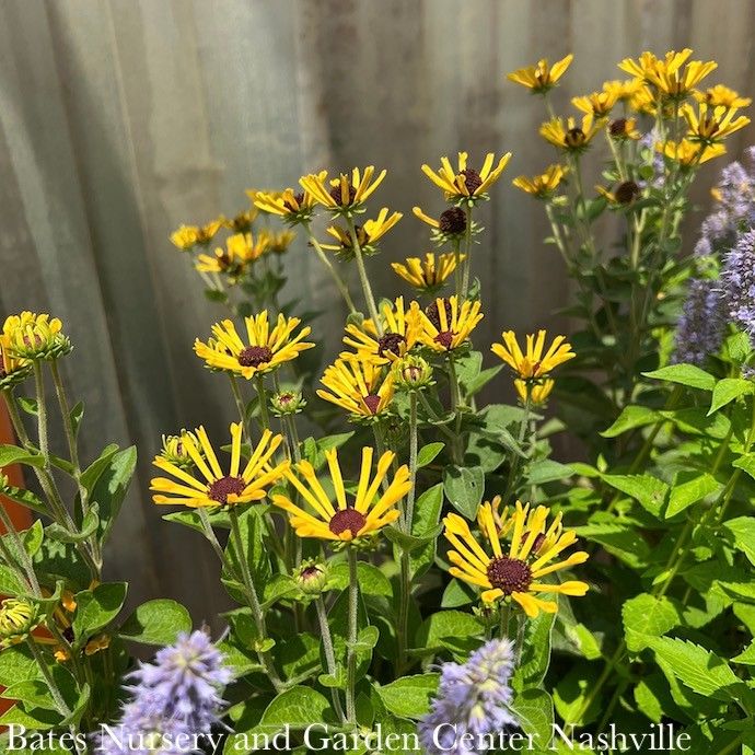 #1 Rudbeckia subtom Little Henry/ Sweet Coneflower Native (TN)