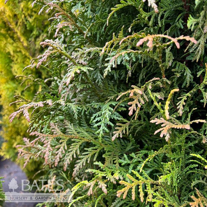 #10 Thuja Green Screen/ Arborvitae