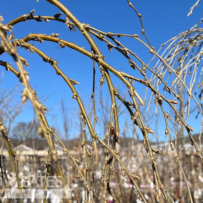 #5 Caragana arb Walker/ Weeping Siberian Peashrub