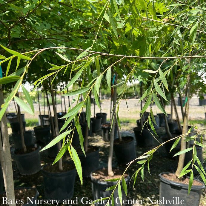 #15 Salix babylonica/ Weeping Willow