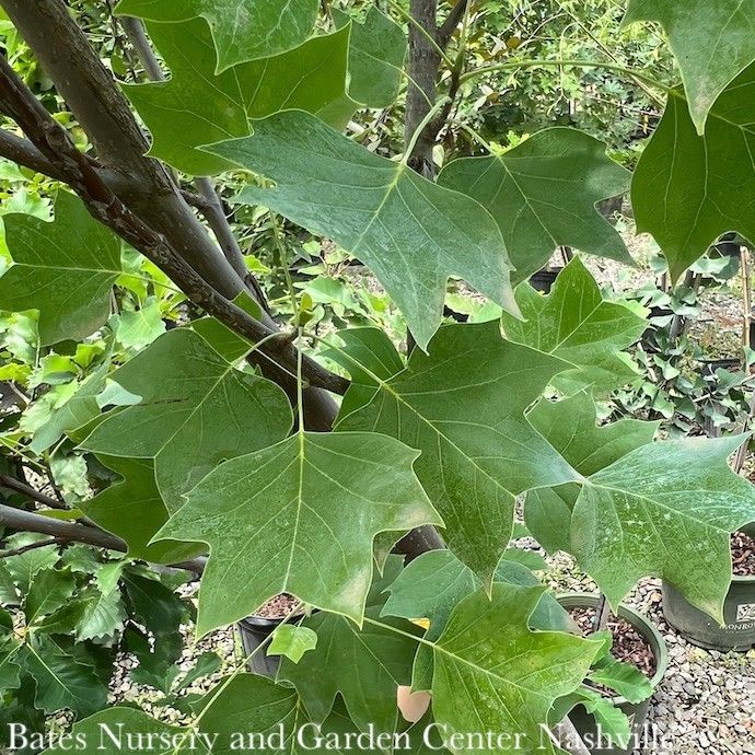 #30 Liriodendron tul Emerald City/ Tulip Poplar  Native (TN)