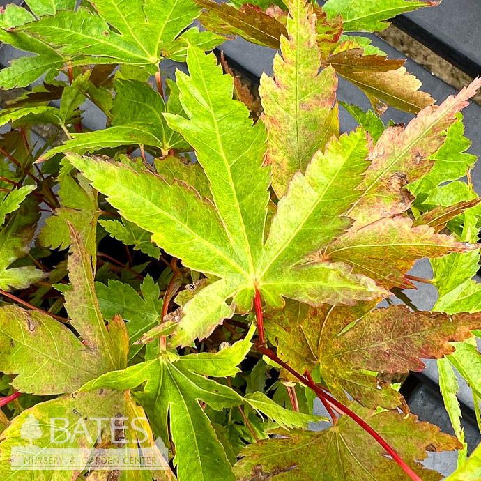 4P Bonsai Starter Acer pal Mini Maple/ Japanese Maple - No Warranty